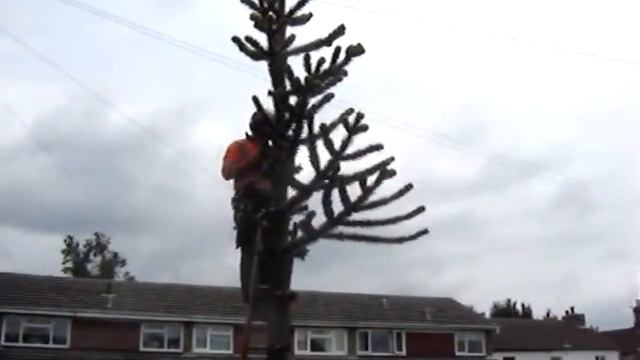 Goodbye Monkey Puzzle 2