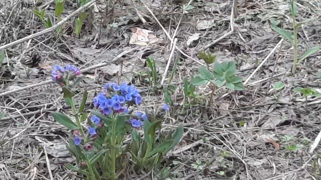 Приглашаю на весеннюю прогулку!