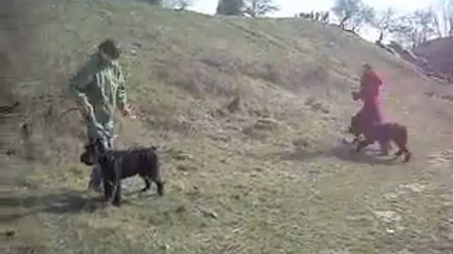 питомник  Роман-Кош. Роман-Кош Джайв и Евридика . щенки