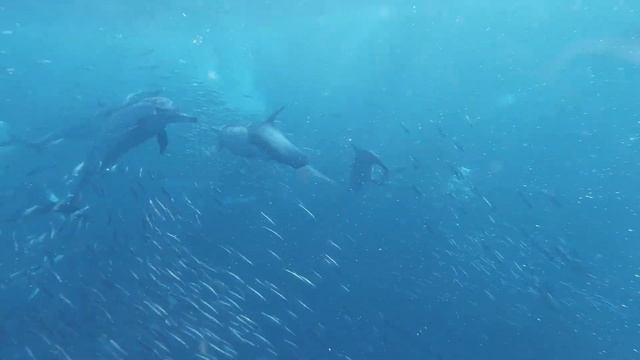 1 Hour - Hawaii Dolphins Underwater Relaxing Music - RELAX, SLEEP, MEDITATE