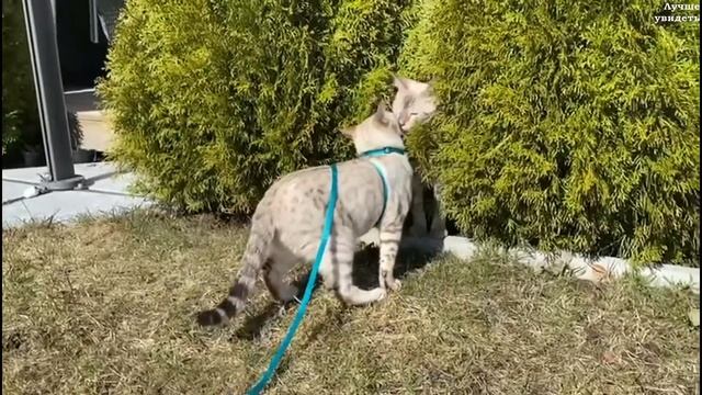 Бенгальские котята на поводке (Снежные Бенгалы) || Bengal Kittens On A Leash