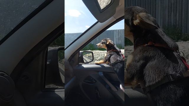 Summertime #summertime#dog#dogchill