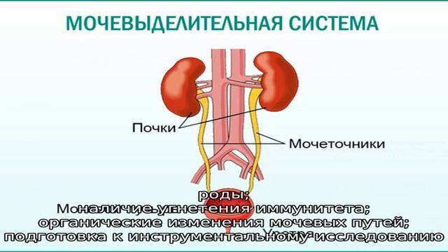 Бактерии в анализе мочи у женщин