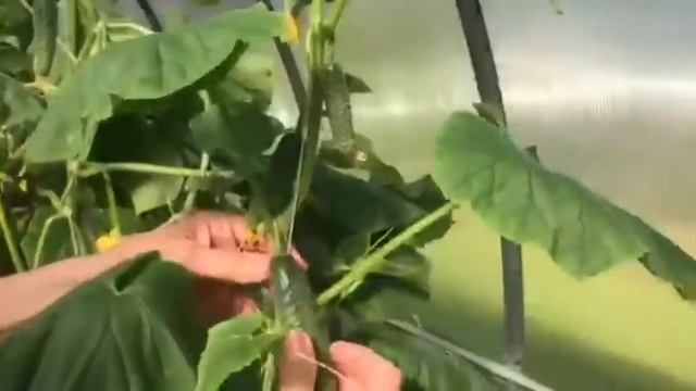 Ангелина Вовк показала свой дачный участок