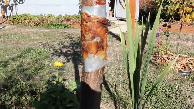 Простой способ как защитить деревья от муравьев