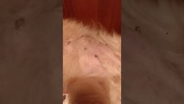шевеление щенков в животе  померанский шпиц