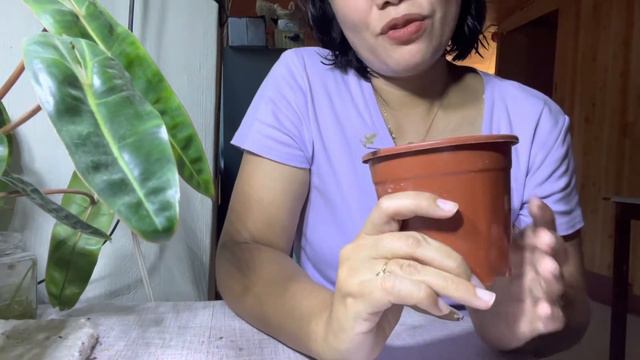 Plant Favorites For The Month Of June| Uncommon Houseplants