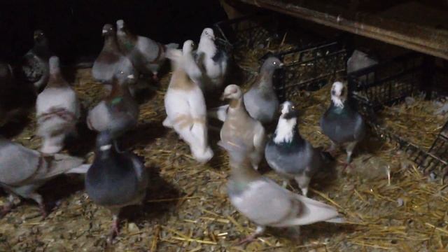 Почтовые голуби ( Украина - 2017)