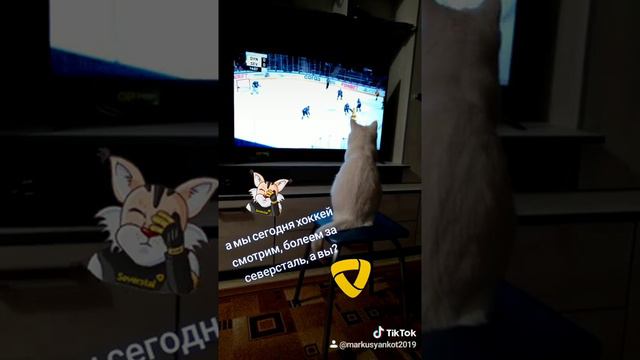 Кот любит смотреть телевизор)))