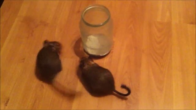 1e92b3fd85c0ee0e16333544327db2b4