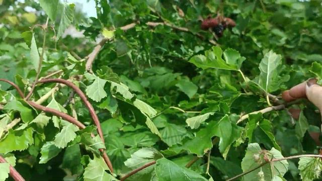 13 августа 2023 г.