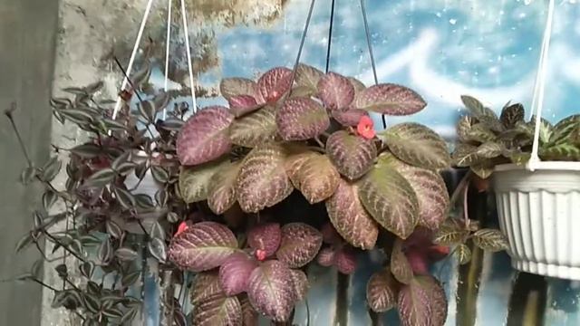 Episcia - My Episcia Hanging Flower Plant Just Got Hit By The Rain. Fresh!!