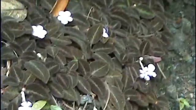Costa Ricas Planter Og Dyr: Centralamerikansk Kobberplante