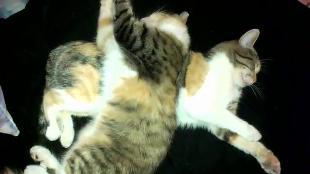 КОШКИ ПРИКОЛИСТКИ Смешные кошки Спящие кошки и котенок Попробуйте не смеяться Funny Cats Video