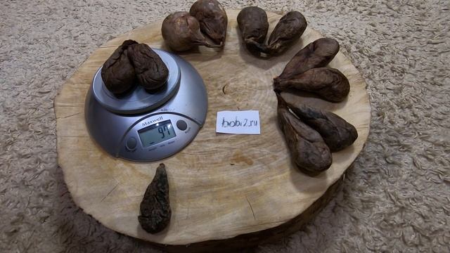 Струя бобров. Сколько весит?