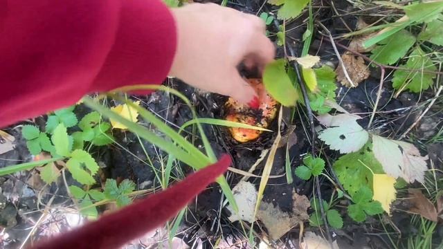 Поехали за грибами?Заказываю караоке-зал на день рождения!