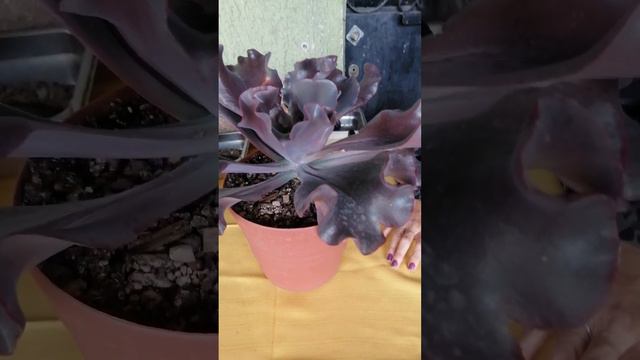 Echeveria Valentine Y Jane Naylor