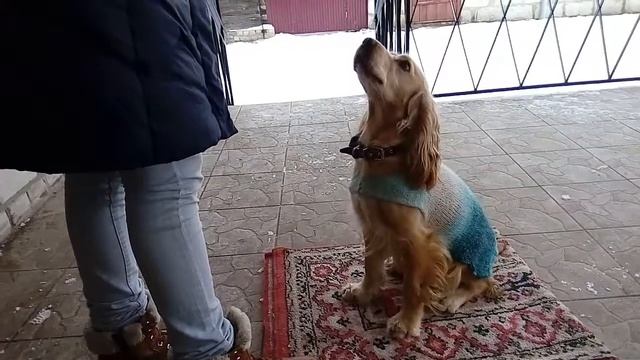 Учим собаку считать