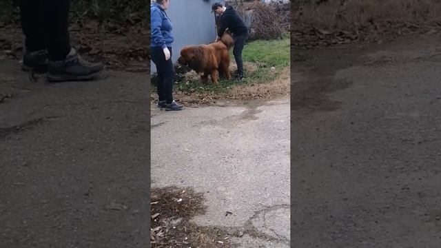 Тонна знакомиться с женихом 💞💕