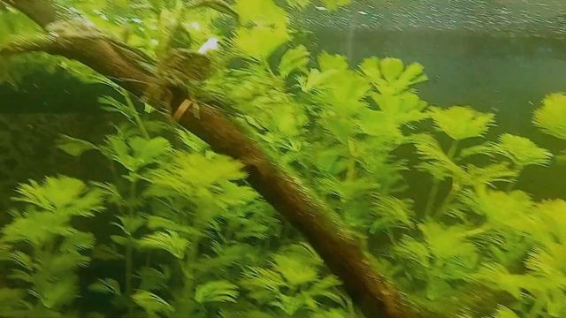 Чады Goldfish в общем резервуаре