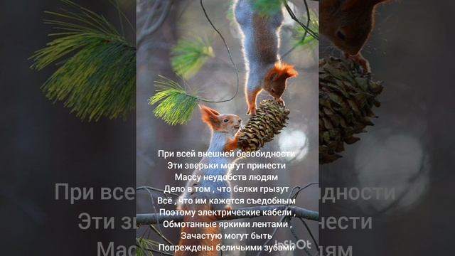 Жизнь - белочек ?️ # Shorts