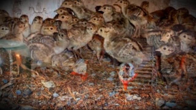 Выращивание цесарок в домашних условиях