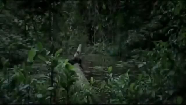 Смешные животные Ютуб