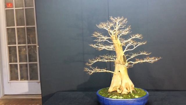 Large Crepe Myrtle Winter View 2014