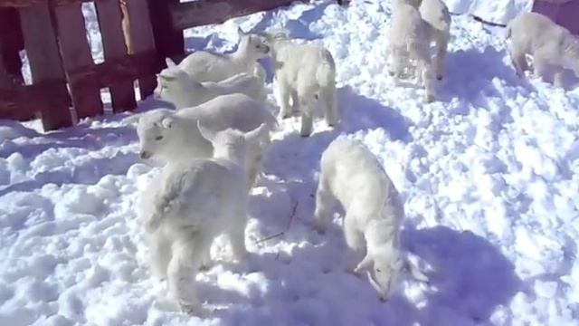 Козлята 2018. Первая прогулка по снегу. Нам 10 дней.