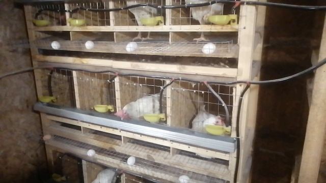 Клетка для кур несушек