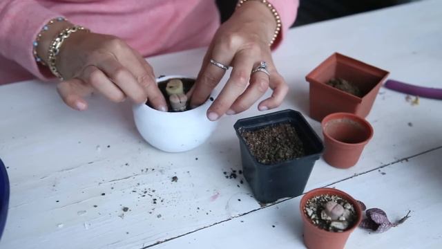 Hablemos De Lithops: Que Son Cuidados Y Tips / 2018