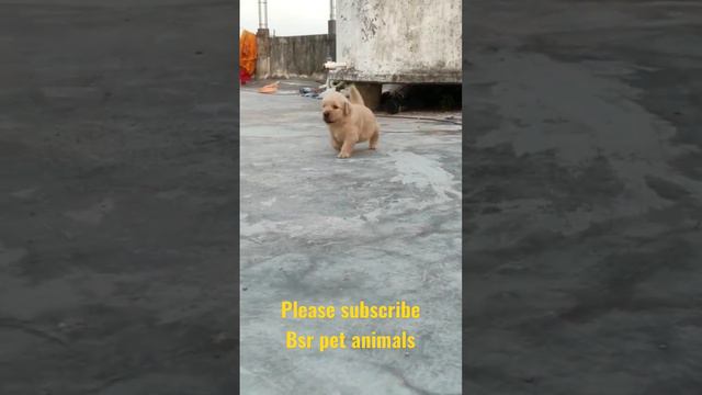 #Show Quality #heavy Bone #male #Golden Retriever #price 20,000₹ #sale #9640423015||