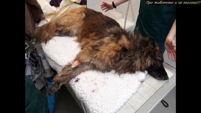 Она заметила утопающую собаку, к которой привязали большой камень! Оставались считанные секунды!