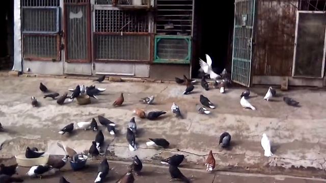 первый выпуск новых голубей