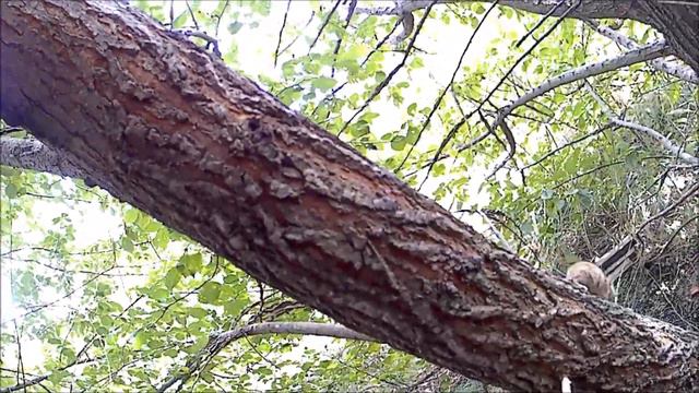 РУССКАЯ пегая гончая,супер нюх!!!!!!!!!!