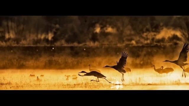 Umaro - Журавли (2022)