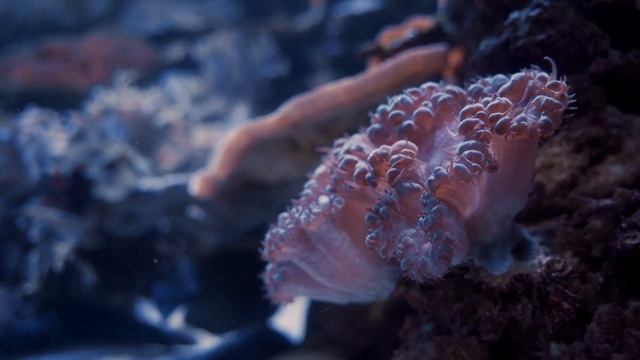 4K UNDERWATER AQUARIUM VIEWS UNDERWATER SOUNDS RELAXING MUSICS(FOR SLEEP STUDY RELAXING)(ULTRA HD)