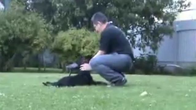 Щенок ризеншнауцера