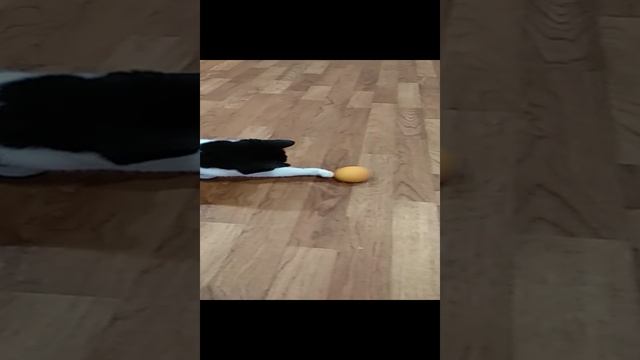 Кошка и мячик