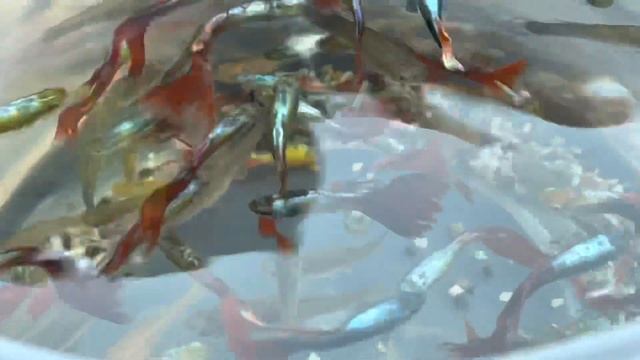 Красные гуппи