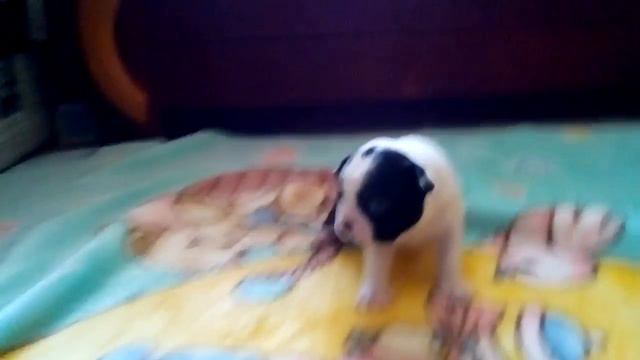 Щенки бостон терьера 6.07.2017