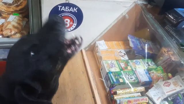 Кофе Жил Был Пес Музей Пса