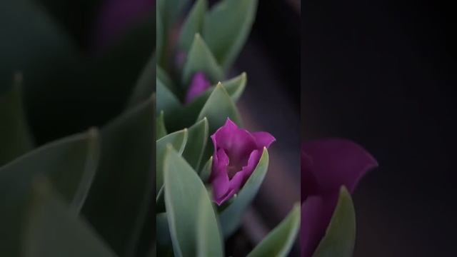 Букеты тюльпанов к 8 марта в Хабаровске