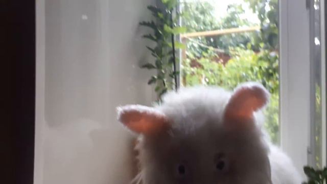 @говорящий кролик