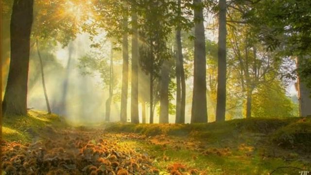 Зайцы и кролики