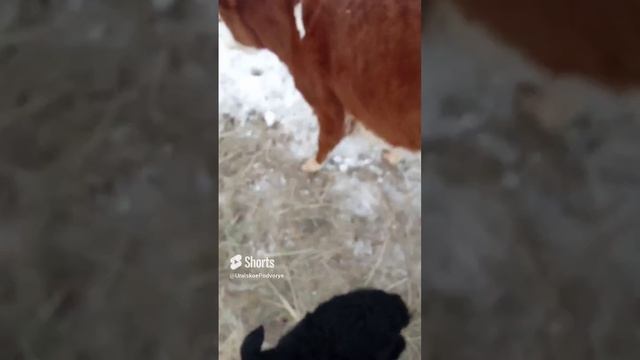 Мамаши с детьми + Уголек