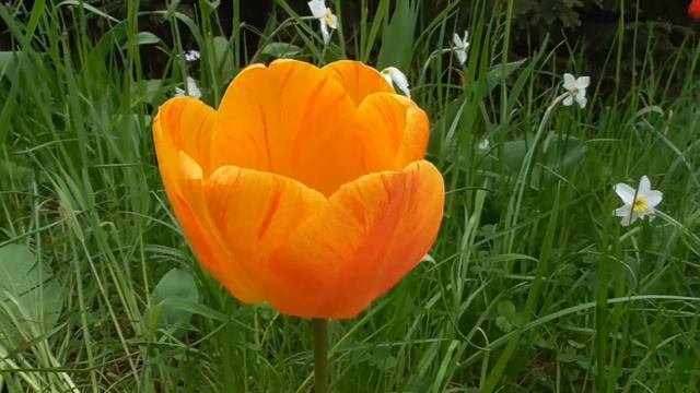 таинственен, красив цветочный мир.