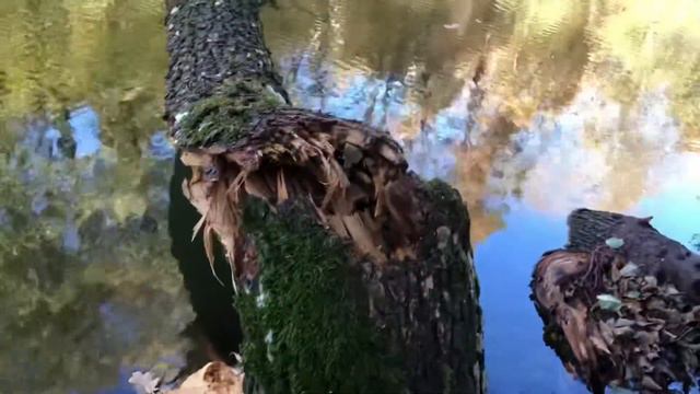 Дрозды или бобры?.. Парк переименуют? Минск