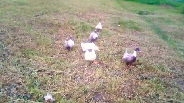 Гуси стали как собаки