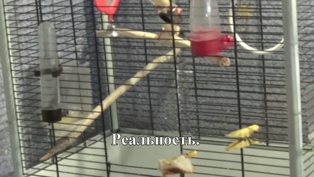 Амадинчик идет в гости